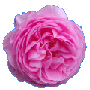 Old Rose